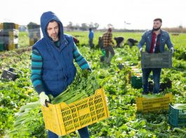 Mehrere Erntehelfer bei der Arbeit, sie sind oft von Lohndumping betroffen