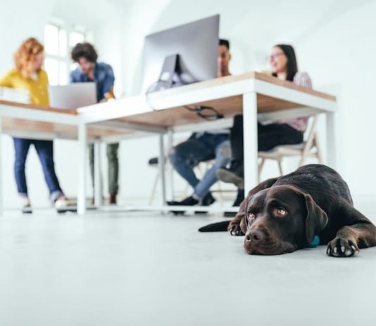 Ein Hund liegt im Büro neben dem Schreibtisch