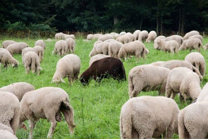 Weiße Schafe und ein schwarzes Schaf, was ist Konformität?