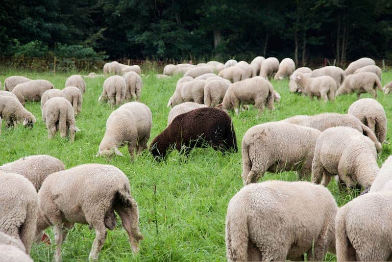Weiße Schafe und ein schwarzes Schaf, was ist Konformität?