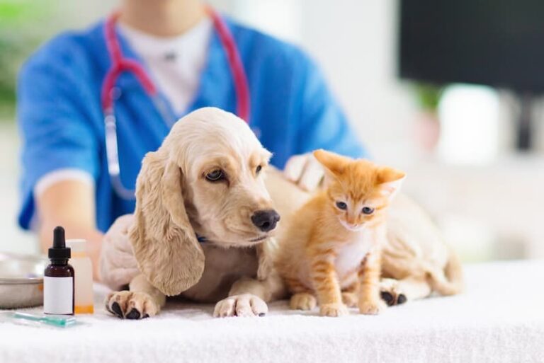 Ein Mensch mit einem Hund und einer Katze, was gibt es für Berufe mit Tieren?