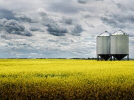 Zwei Silos auf dem Feld, was ist Silodenken im Unternehmen?